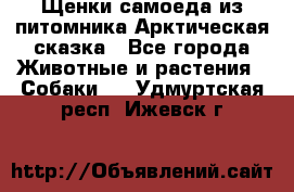 Щенки самоеда из питомника Арктическая сказка - Все города Животные и растения » Собаки   . Удмуртская респ.,Ижевск г.